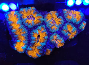 Frosted Rim Orange Acan Chunk