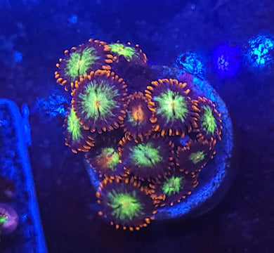 Firework Zoas