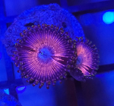 Pink Plush Zoas