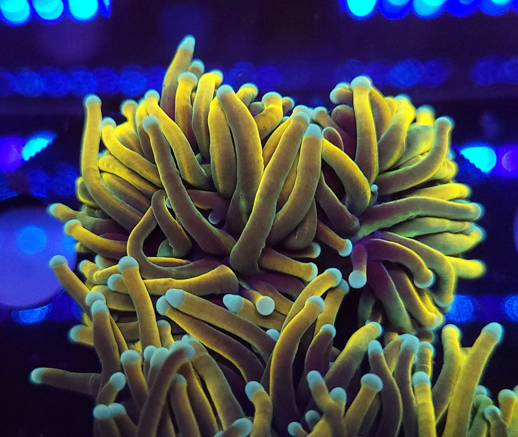 Splitting Banana Gold Torch