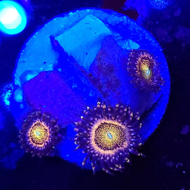 Pink Sakura Zoas