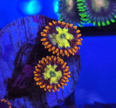 Alphaa Omega Zoas