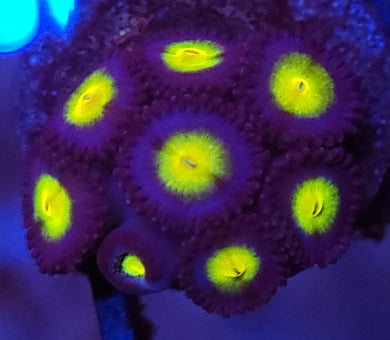 AOI Zoas