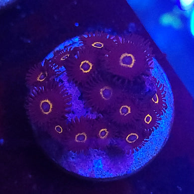 UFO Hornet Zoas