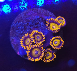 Orange Oxide Zoas