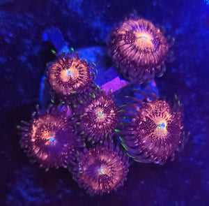 Pink Nirvana Zoas