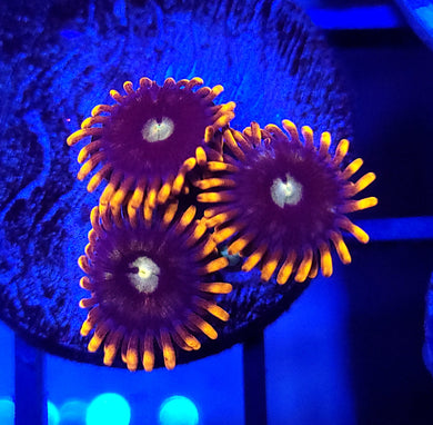 Fire & Ice Zoas