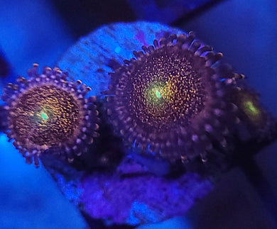 Pink Mohawk Zoas