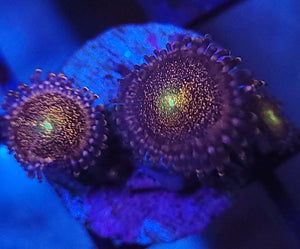 Pink Mohawk Zoas