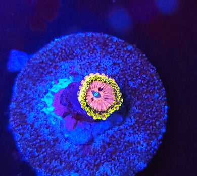 Pink Diamond Zoa
