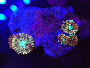 White Zombie Zoa Rock