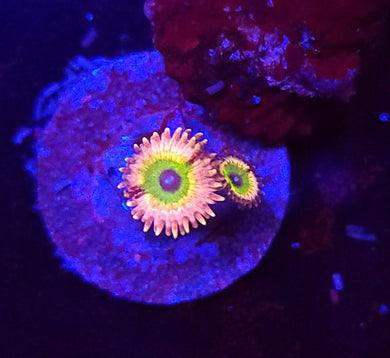 Pink Hippo Zoas