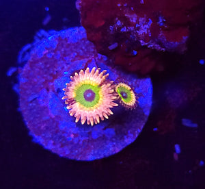 Pink Hippo Zoas