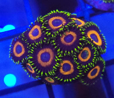 Rockstar Zoa Chunk