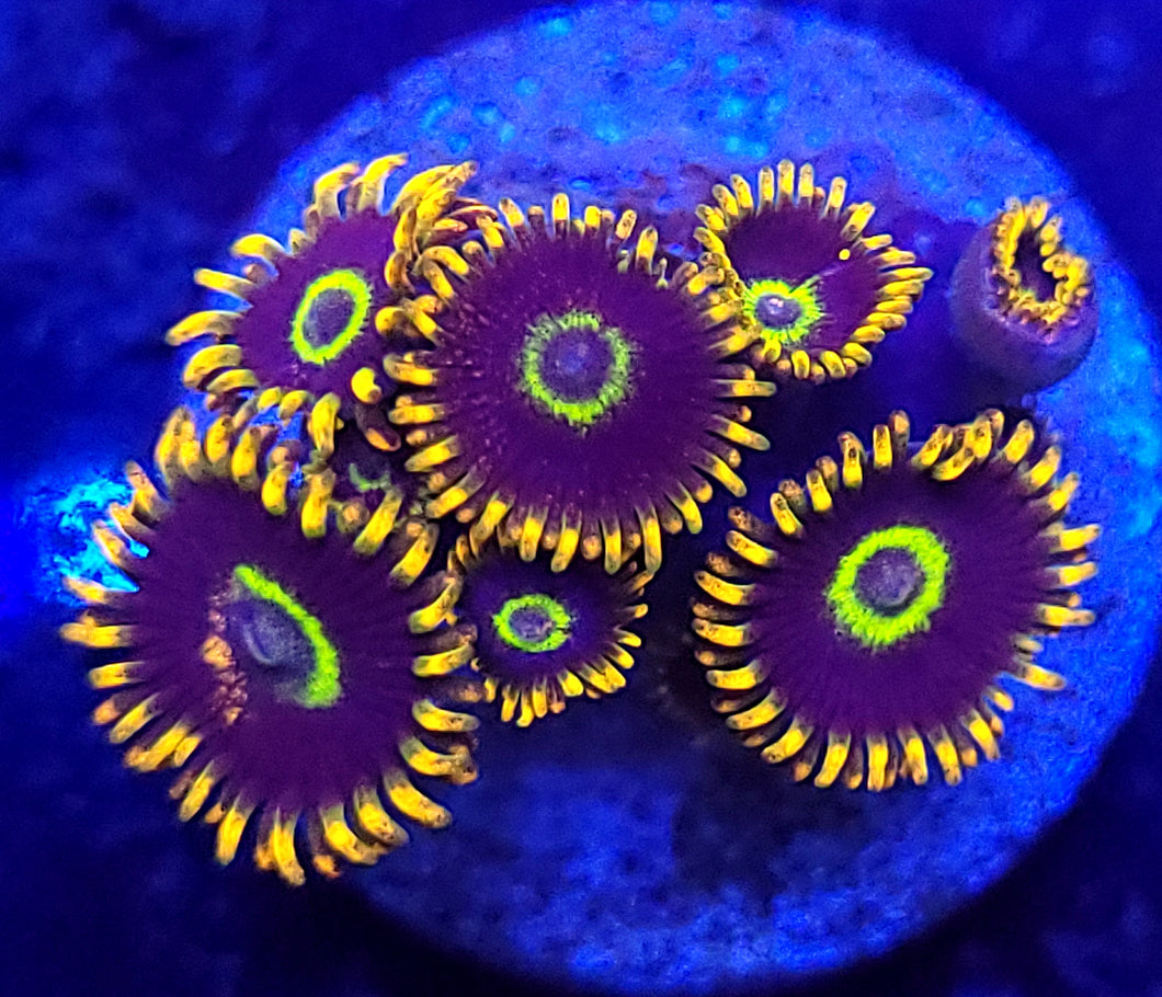 Rainbow Hornet Zoas