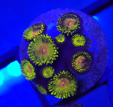 Pickle Rick Zoas