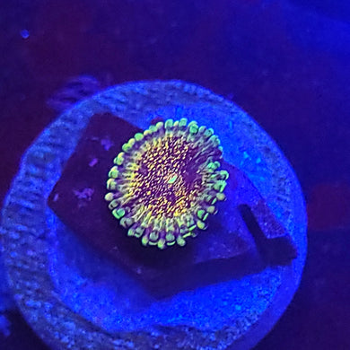 Death Star Zoa