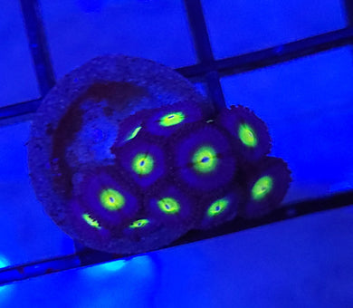 AOI Zoas