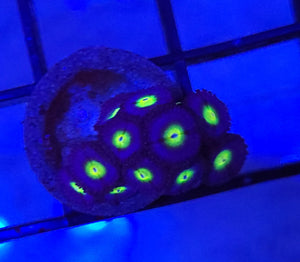 AOI Zoas