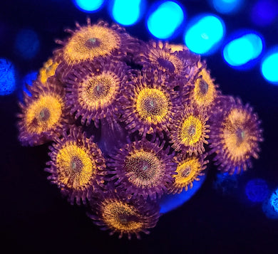 Pink Sakura Zoa Chunk