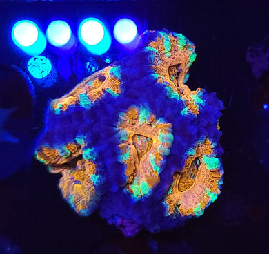 Peppermint Acan Chunk
