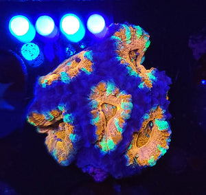 Peppermint Acan Chunk
