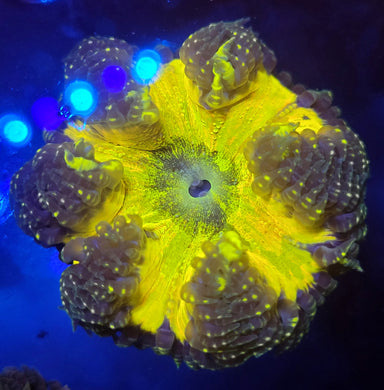 Rainbow Grail Ultra Rare Rock Flower Anemone 2.5inch