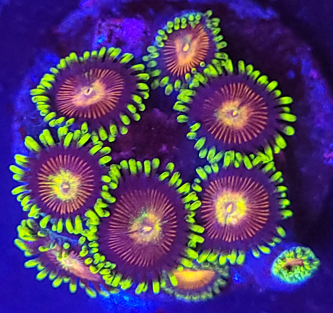 Hypercooler Zoas