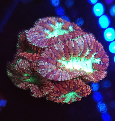 Pink & Teal Blasto Chunk