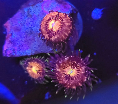 Pink Nirvana Zoas
