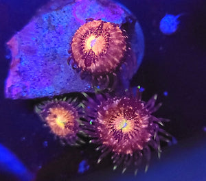 Pink Nirvana Zoas