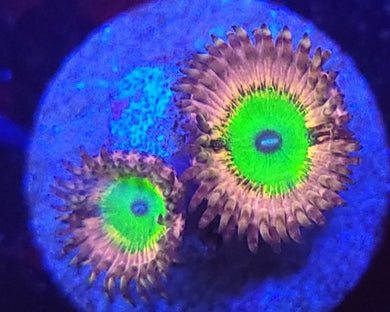 Pink Hippo Zoas