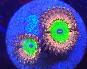 Pink Hippo Zoas