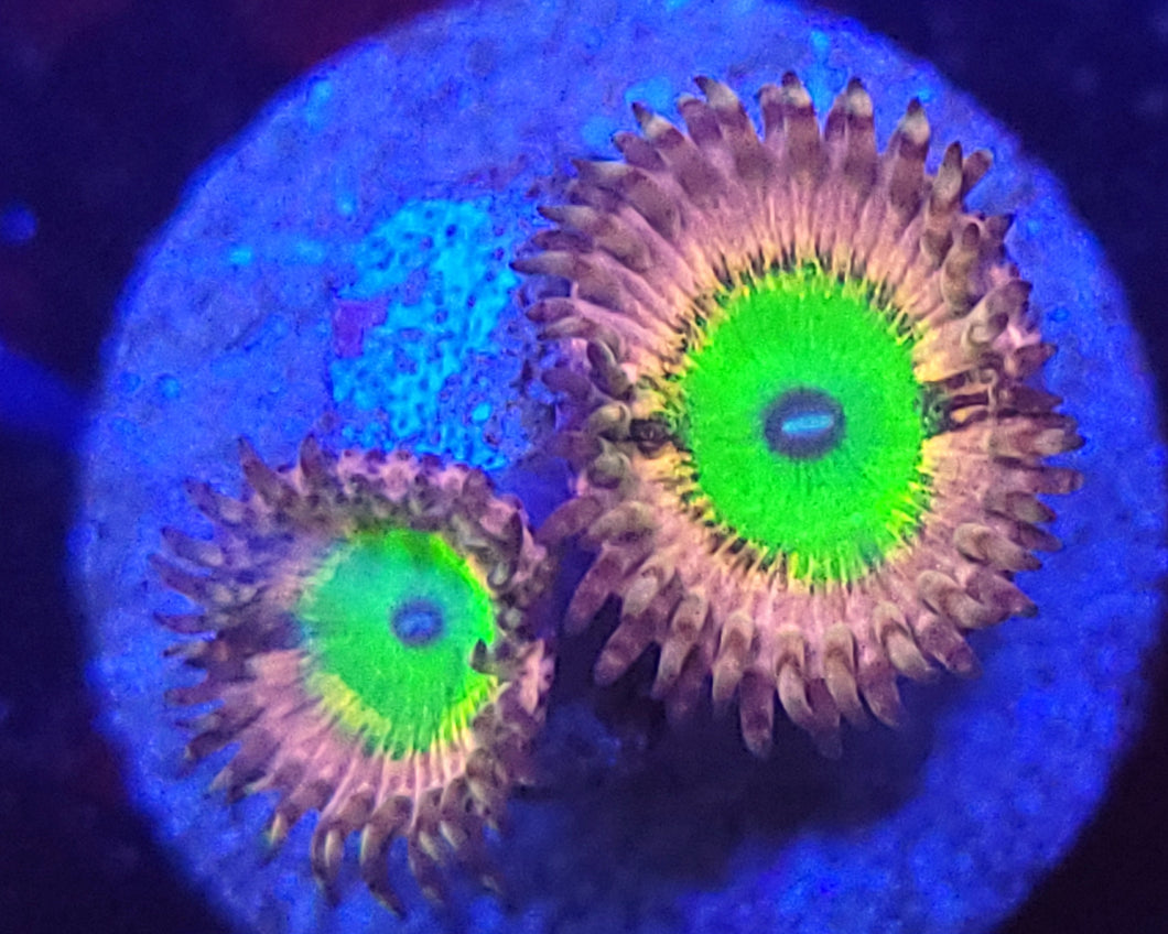 Pink Hippo Zoas