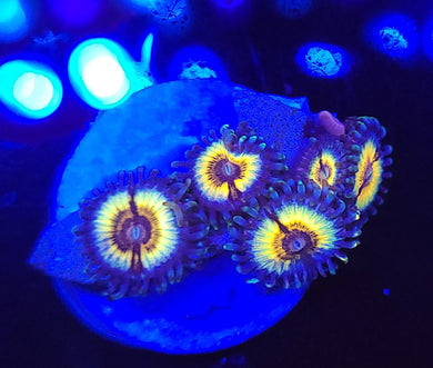 Petroglyph Zoas