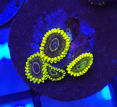 Yellow Hornet Zoas