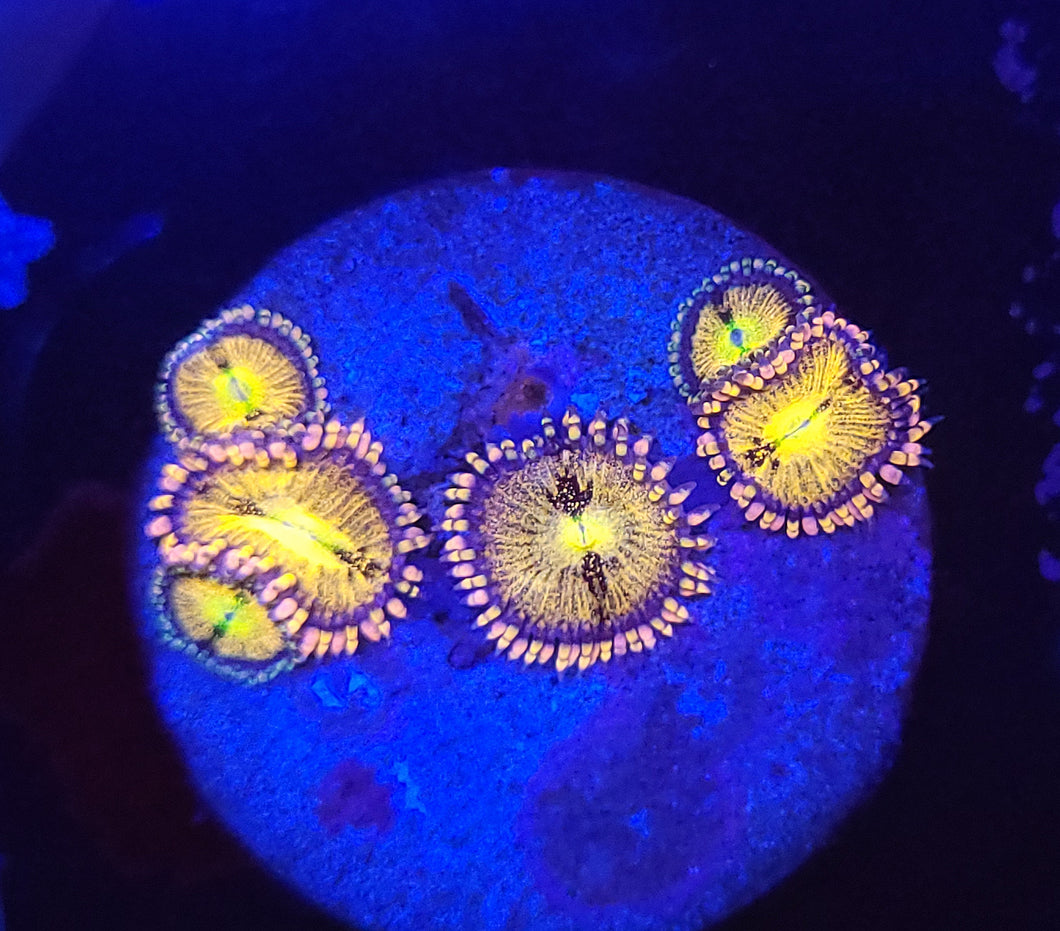 Pink Sakura Zoas