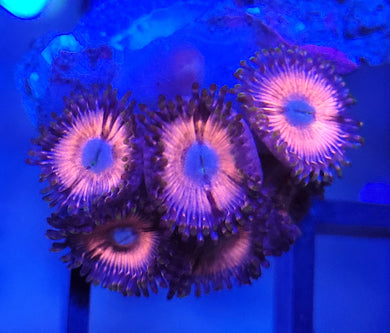 Pink Plush Zoas