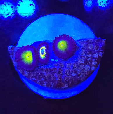 AOI Zoas