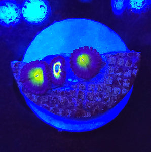 AOI Zoas