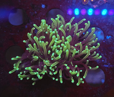 Double Blacklight Torch