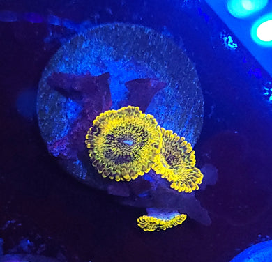 Golden Maul Zoas