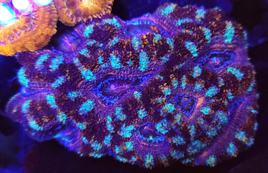 Phantom Eye Acan Chunk