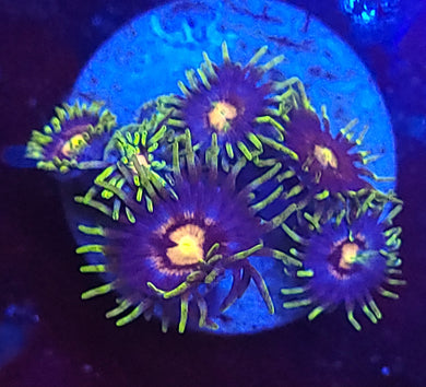 Blowpop Zoas