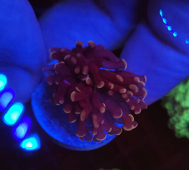 Pink Frogspawn