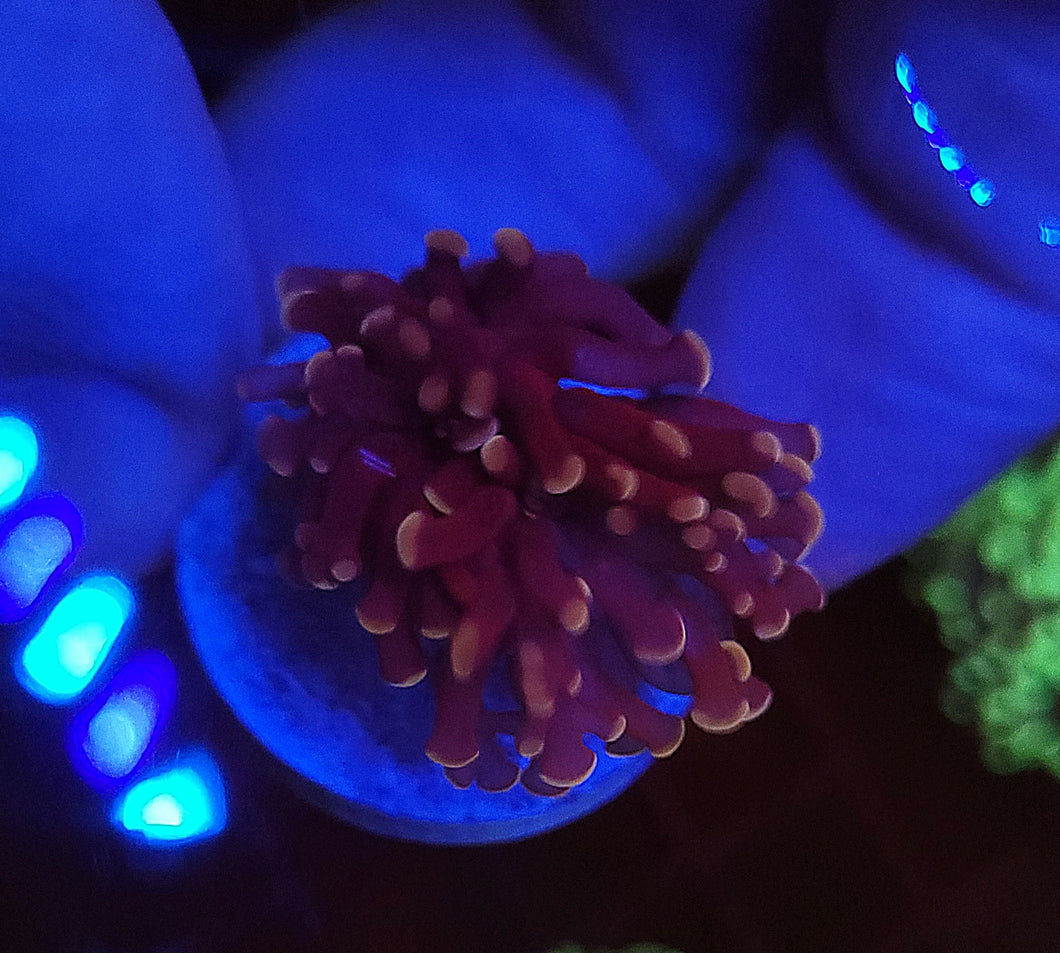 Pink Frogspawn