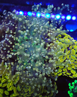 Pink Tip Frogspawn Toxic Green Base