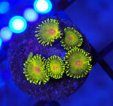 Pickle Rick Zoas