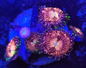 Pink Nirvana Zoas