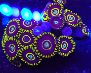 Frozen Hornet Zoa Mini-Colony